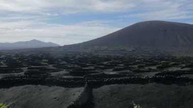 Asma yetiştiriciliği (lanzarote ile çorak ve ıssız Kara'nın çalışması portresi)
