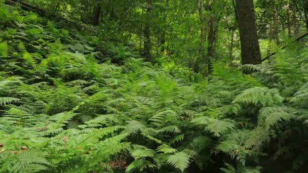 Suggestieve portret van weelderig loof bewogen door de wind in de jungle — Stockvideo