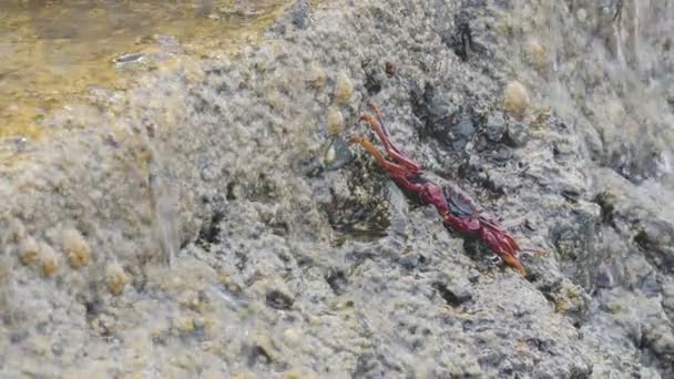 Crab climbing on a rock while the water flows — Stock Video