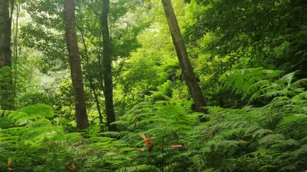 Der üppige und grüne Wald an einem windigen Tag — Stockvideo