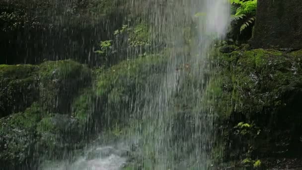 Porträtt av majestät av vattenfall slående högt på klipporna i skogen - Los Tilos vattenfall La palma — Stockvideo