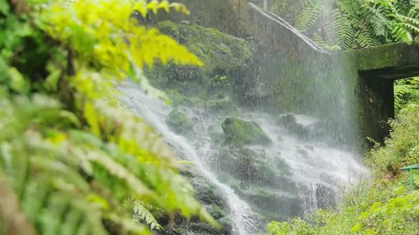 La palma-naturens skönhet: vatten forsande från klipporna — Stockvideo