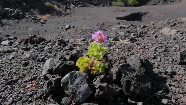 Malý růžový květ, narozený na vulkanické půdě v lanzarote — Stock video