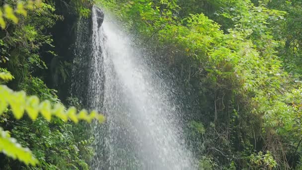 Los Tilos (La Palma) - el poder del agua de la naturaleza brotando de las rocas — Vídeos de Stock