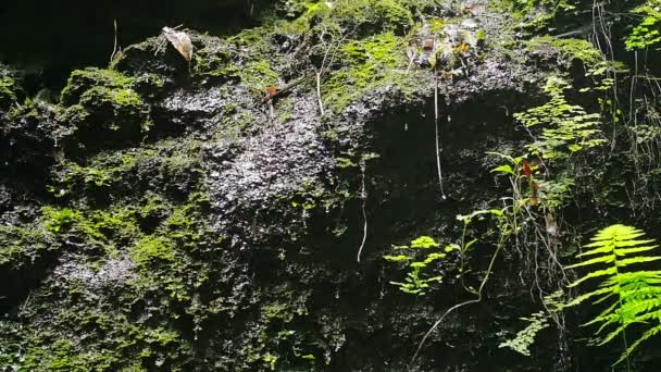 Kleine Tropfen Wasser fallen auf Felsen in Wald- los tilos (la palma) — Stockvideo