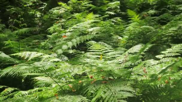 Folhagem exuberante movido pelo vento na selva — Vídeo de Stock