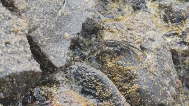 crabe grimpant sur un rocher tandis que l'eau coule 