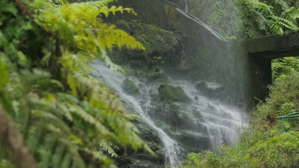Los Tilos (La Palma)-canlı bir yağmur ormanı akan su — Stok video