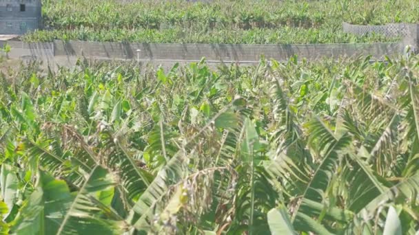 Lussureggiante campo di coltivazione di banane sull'isola di La Palma — Video Stock