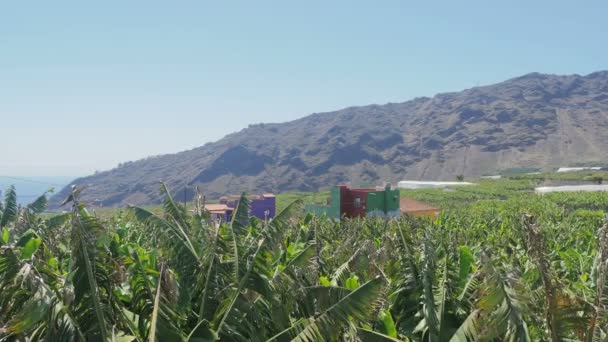 Casas de agricultores vistas do cultivo de bananas — Vídeo de Stock