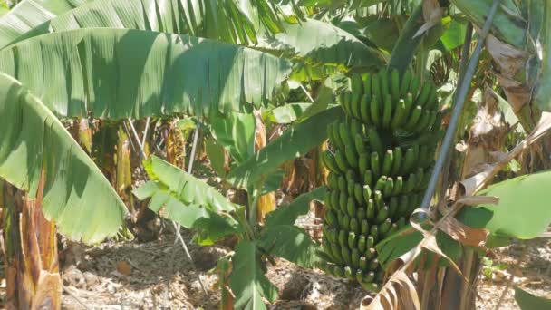 Albero di banane pieno di frutta nella giungla — Video Stock