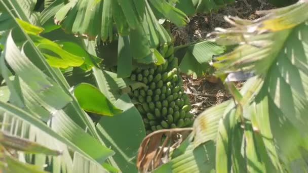 Exuberante plátano escondido en el bosque — Vídeo de stock