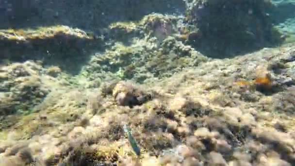 Ägadische Inseln Wunderschöne Unterwasseraufnahmen Des Kristallklaren Wassers Von Levanzo — Stockvideo