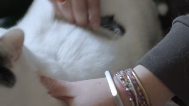 Woman Hands Cuddles Brushes Her Black White Tuxedo Cat Macro — Stock Video