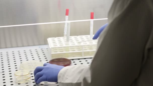 Procedimiento analítico microbiológico — Vídeo de stock