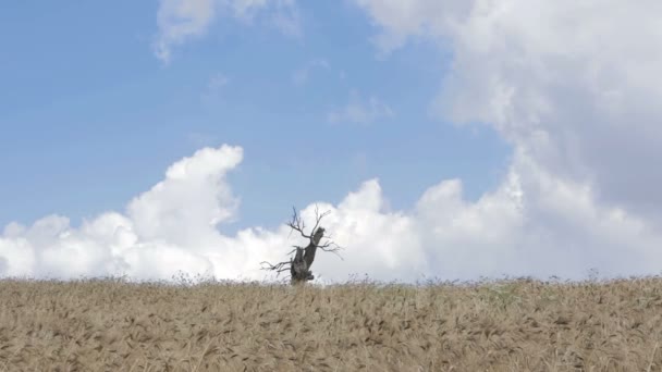 Стиглі пшенична сфера — стокове відео