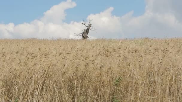 Campo de trigo maduro — Vídeos de Stock