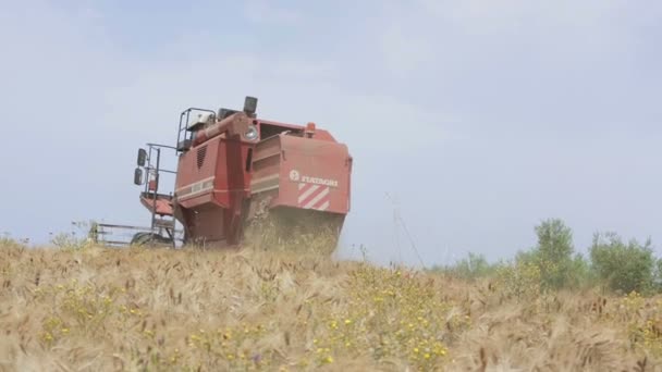 Cosechadora que trabaja en el campo — Vídeo de stock