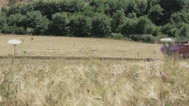 buğday hasat modern birleştirmek hasat, hasat ekipmanları, kırsal