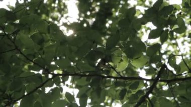 Dalları ve yaprakları ile parlayan güneş