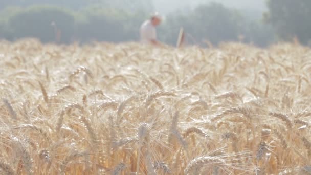 Wheat field and painter who paints, change of focus — Stock Video