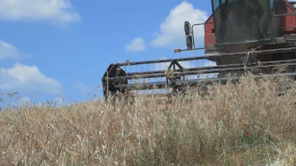 Movimento lento do campo de colheita da ceifa de trigo: fazenda, agricultura — Vídeo de Stock