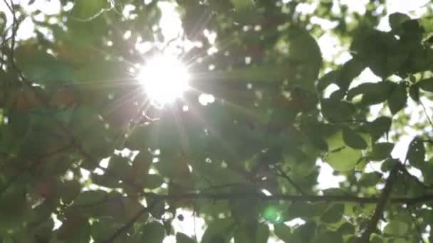 Sun shining through the branches and leaves — Stock Video