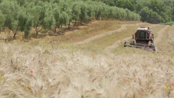 Kombinovat, pracující na poli pšenice: farma, farmář, zemědělství, sklizeň — Stock video