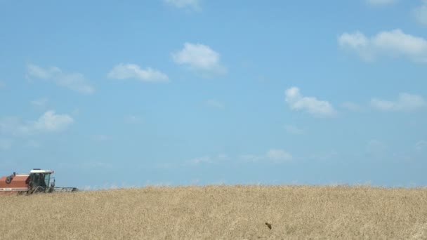Venkovské krajiny kukuřičném dojat vítr: pole pšenice a obloha — Stock video
