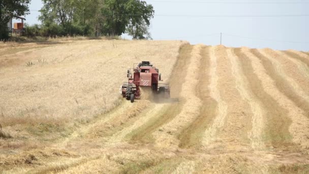 Урожай пшениці з сучасним комбайном, обладнання для збору врожаю, сільська місцевість — стокове відео