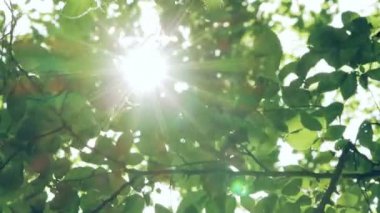 Dalları ve yaprakları ile parlayan güneş