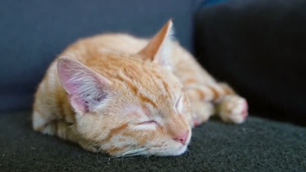 Gatinho vermelho dormindo — Vídeo de Stock