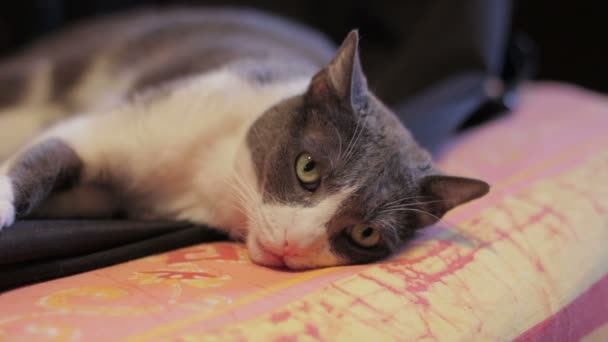 Relaxační kočka na pohovce — Stock video