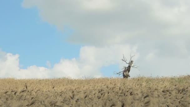 Golvende cornfield bewegen in de wind: 4 k-beeldmateriaal, gebied van tarwe — Stockvideo