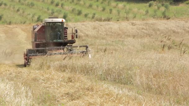 Tarwe oogst met moderne combine harvester, opruiming apparatuur, platteland — Stockvideo