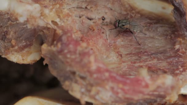 Fliegen auf Gammelfleisch — Stockvideo