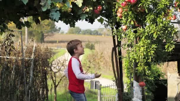 Fruta romã. Criança coleta romã — Vídeo de Stock