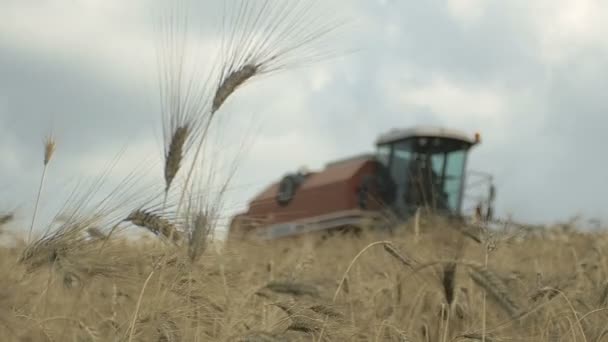 Skördetröska på vetefält i bakgrunden: blad av vete i förgrunden — Stockvideo