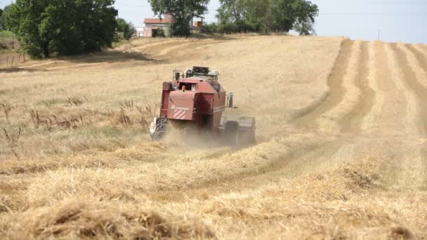 Trabajar con cosechadora se combinan en un campo de trigo en verano: granja, agricultor — Vídeos de Stock