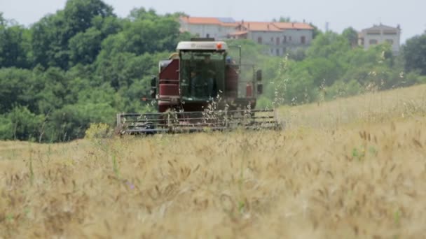 Урожай пшениці з сучасним комбайном, обладнання для збору врожаю, сільська місцевість — стокове відео