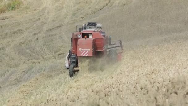 Cosecha de trigo con cosechadora moderna, en el campo difícil — Vídeo de stock
