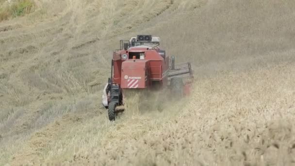 Weizenernte mit modernem Mähdrescher in schwierigem Gelände — Stockvideo