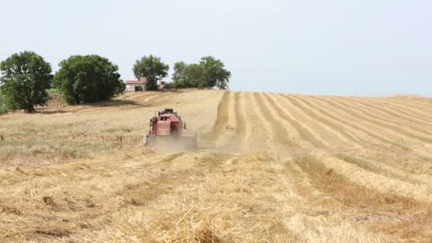 Żniwa pszenicy z nowoczesny Kombajn zbożowy, sprzęt do zbioru, wsi — Wideo stockowe