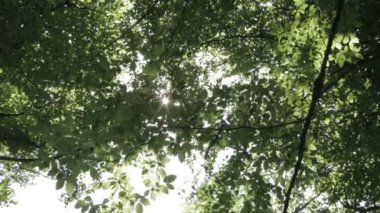 Dalları ve yaprakları ile parlayan güneş