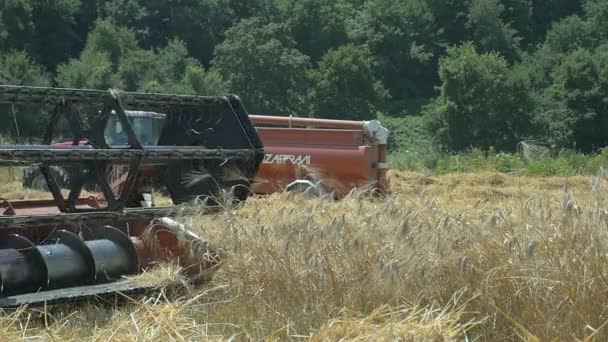 Mähdrescher und Traktor bei der Arbeit an der Weizenernte: Zeitlupe — Stockvideo