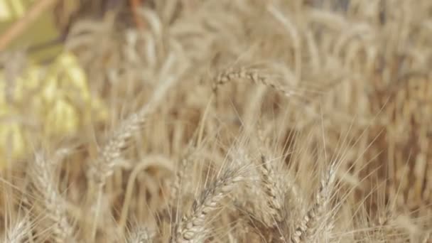 Живописец посреди пшеничного поля рисует красивый пейзаж, ПАН — стоковое видео