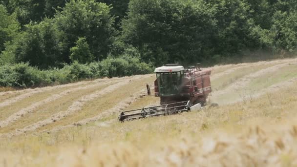 近代的なコンバイン、収穫装置、田園地帯で小麦の収穫 — ストック動画