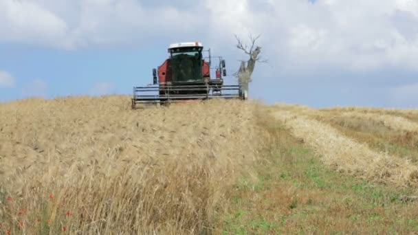 Урожай пшеницы с современным комбайном, Уборочная техника, сельская местность — стоковое видео