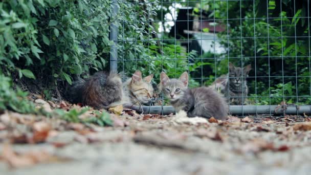 Бездомные кошки отдыхают — стоковое видео
