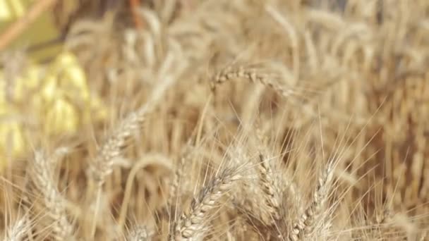 麦畑の真ん中に画家が描く美しい風景パン — ストック動画